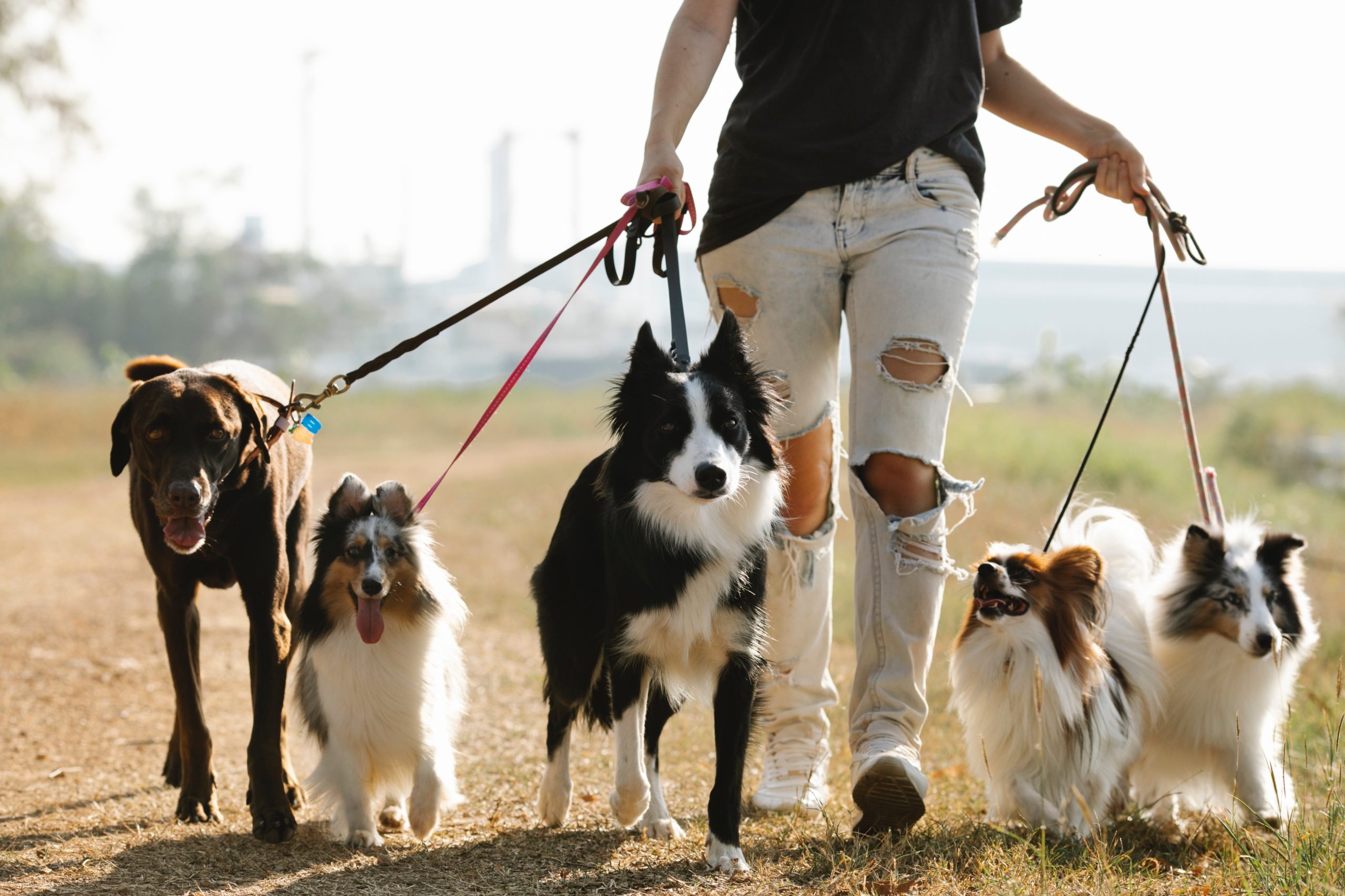 Dog (or other pets) walking
